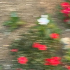 かさぶた