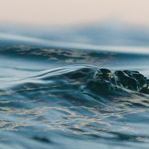 Synth Atlantic: Swell - Allen Constantine