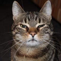 So Not Sorry (Covered)