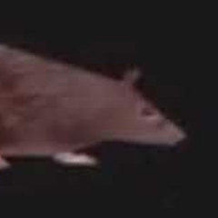 low quality gangnam style but somebody is having a seizure and smashing plates in the backround