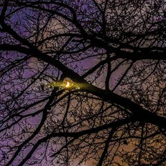 Dark Haze Ft. Shady Roze (Prod. JXYLN)