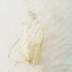 the point