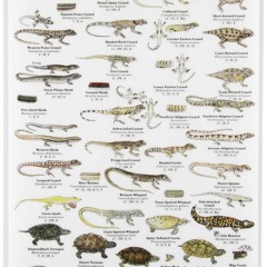 ✔ PDF ❤  FREE Mac's Field Guide to Reptiles of North America Laminated