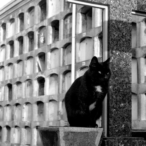 Scream LXXXII (House of 1000 Corpses)