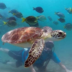 Review Special Price Beginner Scuba Diving With Turtles And Videos San Juan