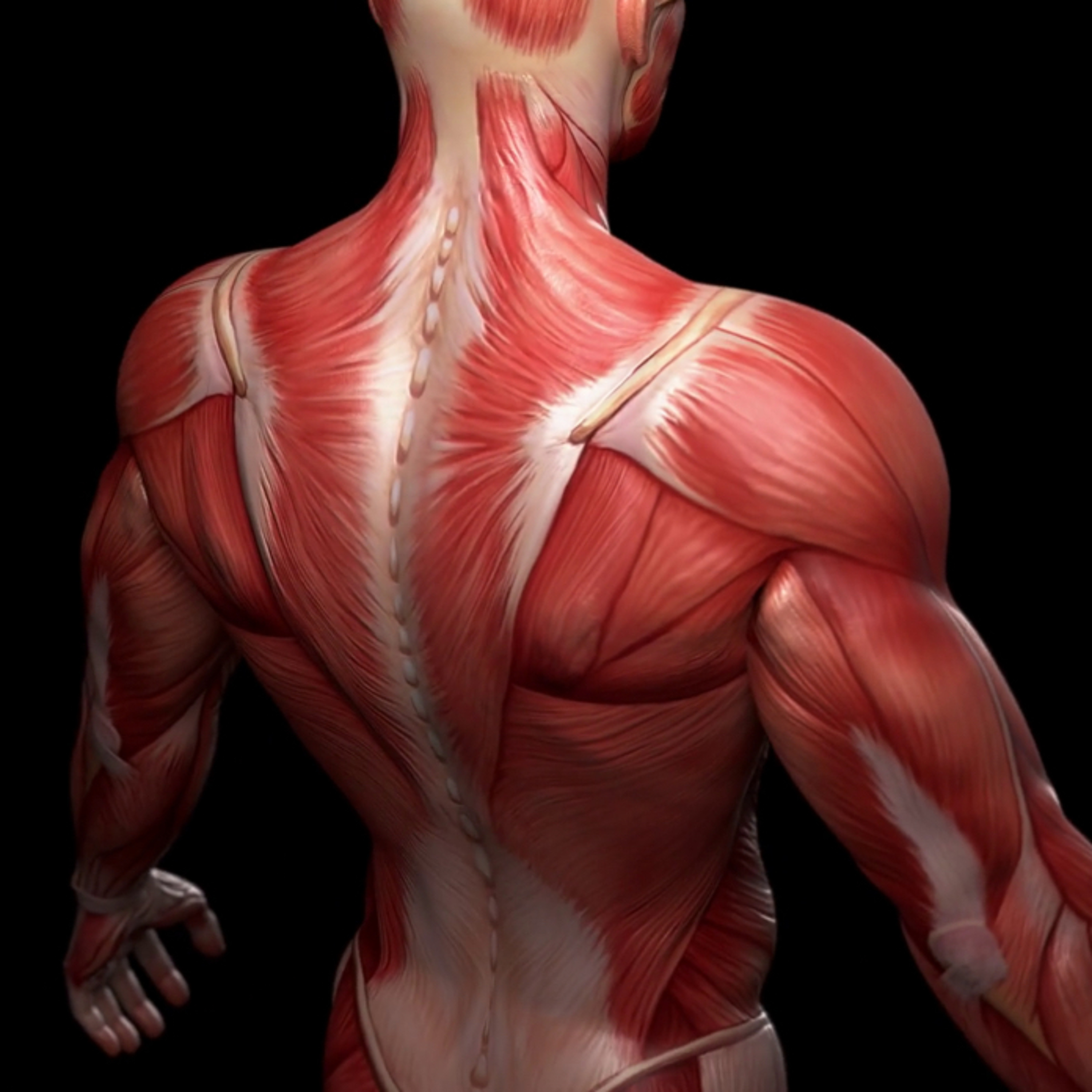 Muscle episode artwork