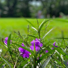 NGÀY ĐẸP TƯƠI