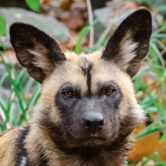 Wild Dog
