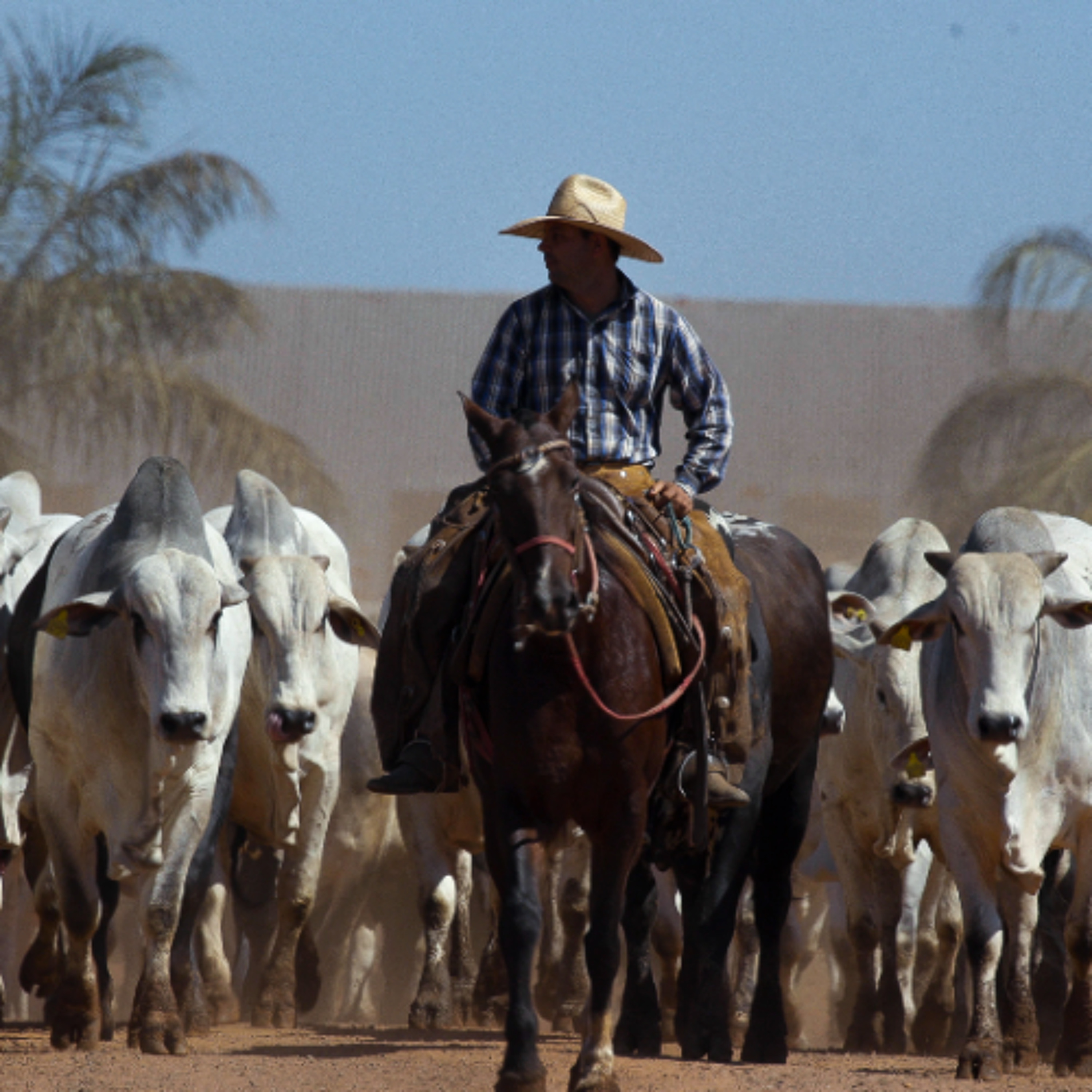 Exploring a World Without Cows: A New Documentary Offers Insight into Livestock Production Debate episode artwork