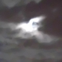 Moon Bird