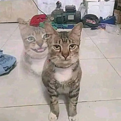 MORENA - 2025 [ RIZKY MUTAHARI X EGI ]#JDM