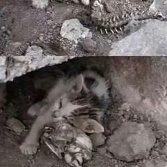 请不要炸死我和我的小猫