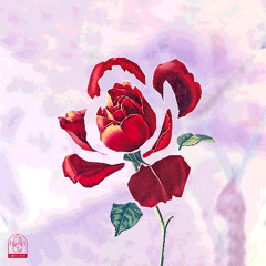 for you (qiio)