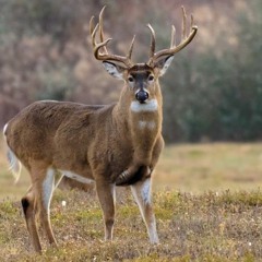 Rules Of Deer Season