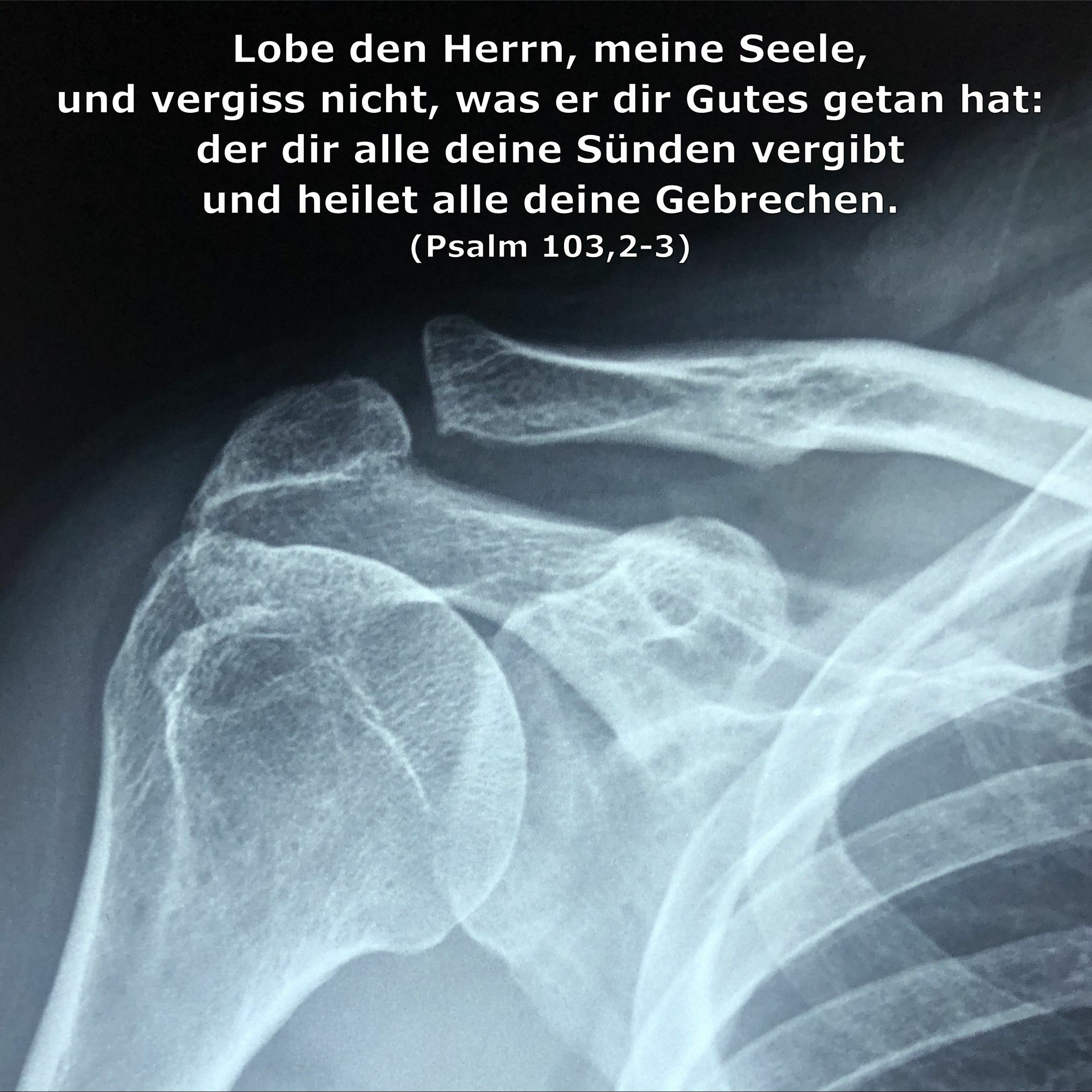 In einem Jahr durch die Bibel