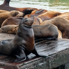 18 - Sea Lions (MAN)