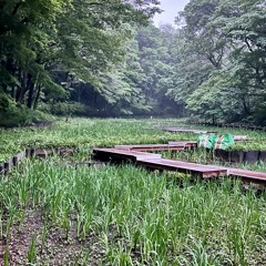 The Sound of Water & Schlegel's Green Tree Frogs 06:53pm(HPL Binaural)