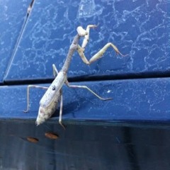 Over the shoulder dub.mp3