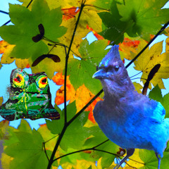 ode to the steller's jay
