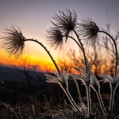 Dew