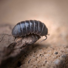 the sound bugs hear when i put them in the microwave