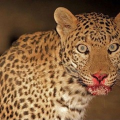 el punto - that btch with animal print