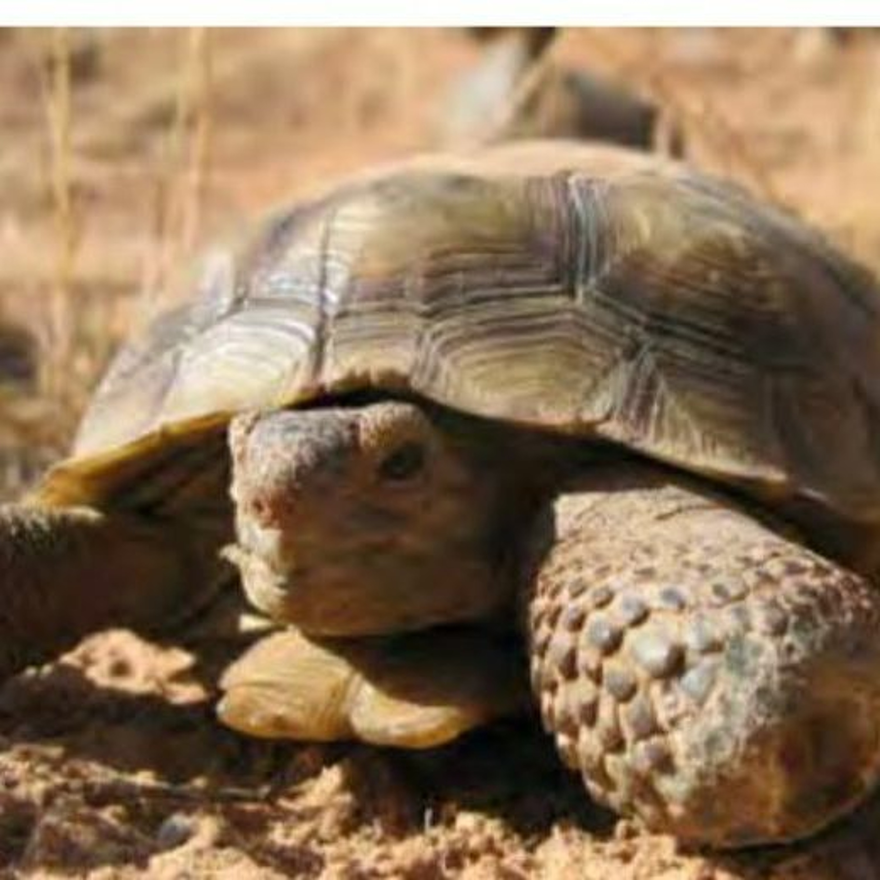 Is a Tortoise a Turtle? Wild Tortoise Week and Desert Balloon Project
