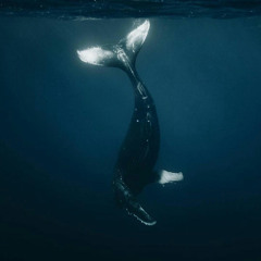 Whale Song