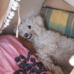 STE-025.wav v.a.- dance w.t. B. Prof