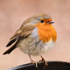 01 Tripping up the Stairs Set (Donegal Reels)