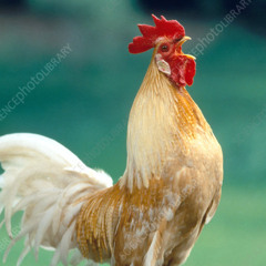 Cuando Canta El Gallo