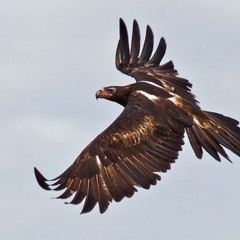 Carry Me Home (Eagle Mother) Featuring Solace of Sound