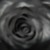 Artwork for Joseph Feinstein - black bouquet