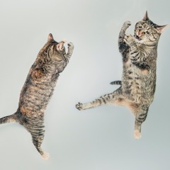 Wild Walk Dampfzentrale Bern DJ LUTRA LUTRA