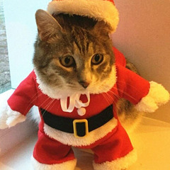 oh shoot the cat got a phone?