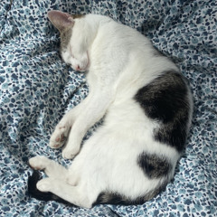Crescent