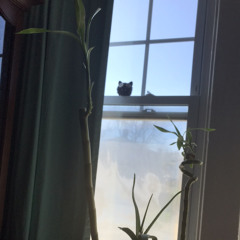 Gypsy ( Fleetwood Mac cover 2022 )