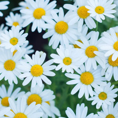 Pushing Up Daisies