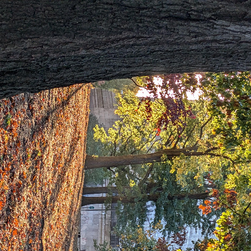 notes of autumn (naviarhaiku563)
