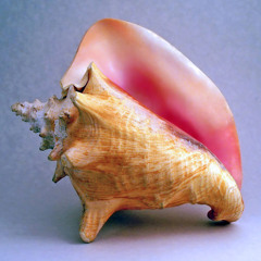 Conch WIP