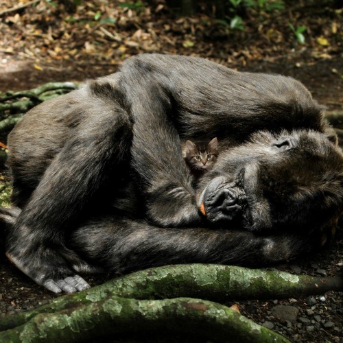 Jungle King