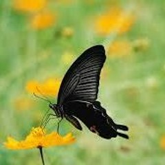 黒蝶