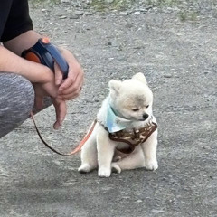 dogfxxk!!!:> +jeudis
