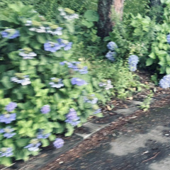 紫陽花(hydrangea)