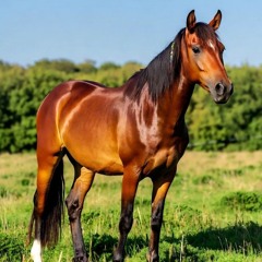 Riding Through Forever