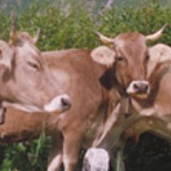 Cow Punk Fun Kin Boogie