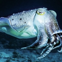 Cuttlefish Chill