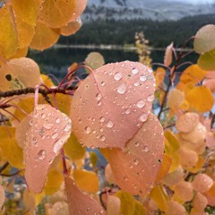 Tenderhearted Raindrops