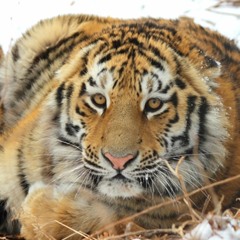 Good News for Wild Tigers