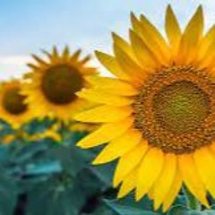 Mi Amor Demo Rufff (prod.2cold)